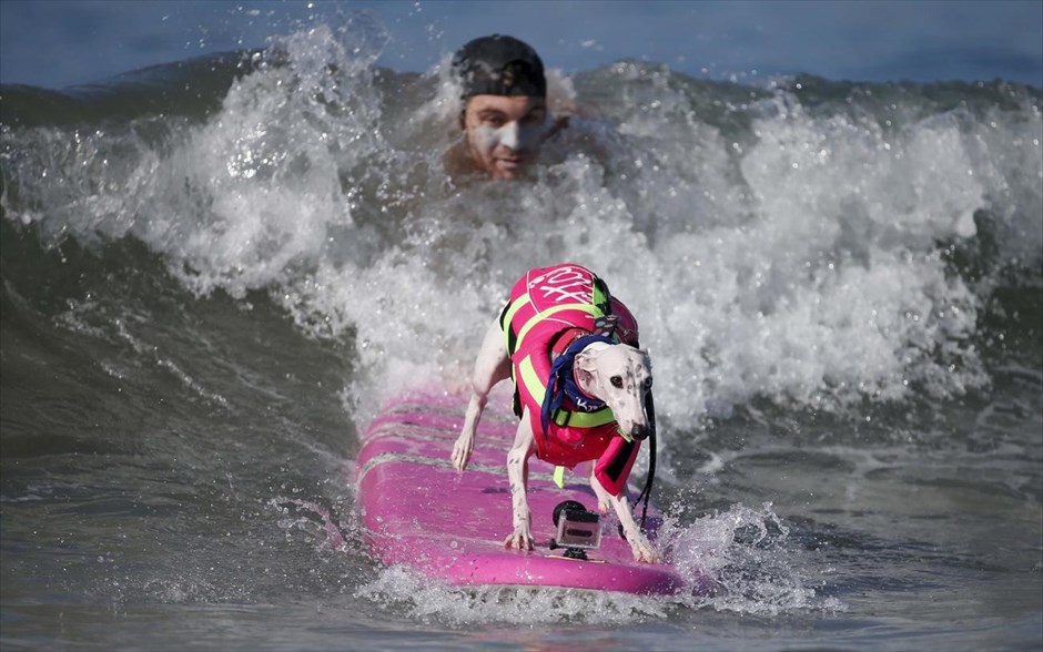 Αγώνας σέρφινγκ για σκύλους. 