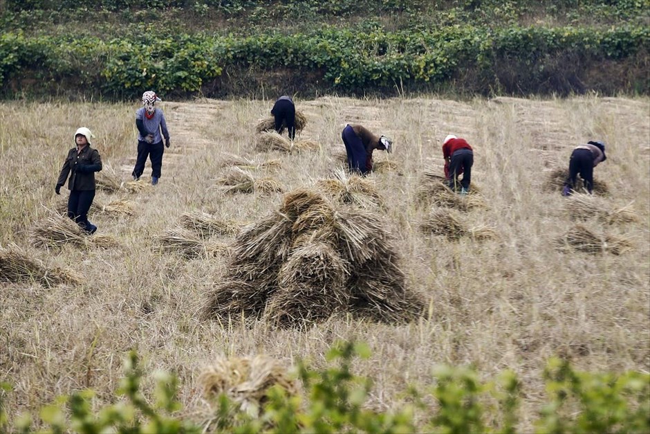 Βόρεια Κορέα - Επέτειος 70 χρόνων από την ίδρυση του Εργατικού Κόμματος Κορέας. Αγρότες εργάζονται σε χωράφι έξω από την πρωτεύουσα.