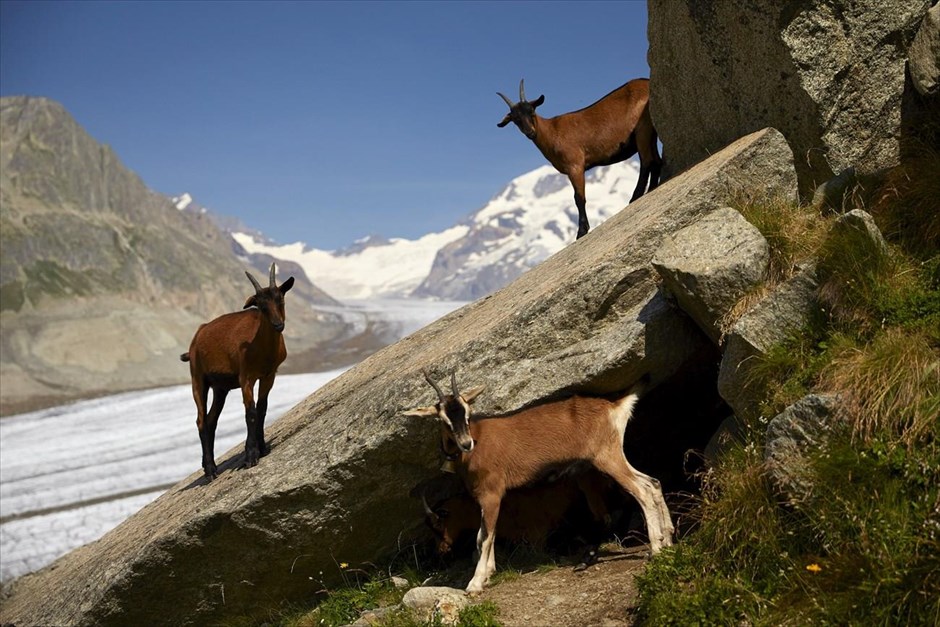 Παγετώνας Άλετς - Ελβετία. Κατσίκες στέκονται σε βράχια στο σημείο Πλάτα του παγετώνα.