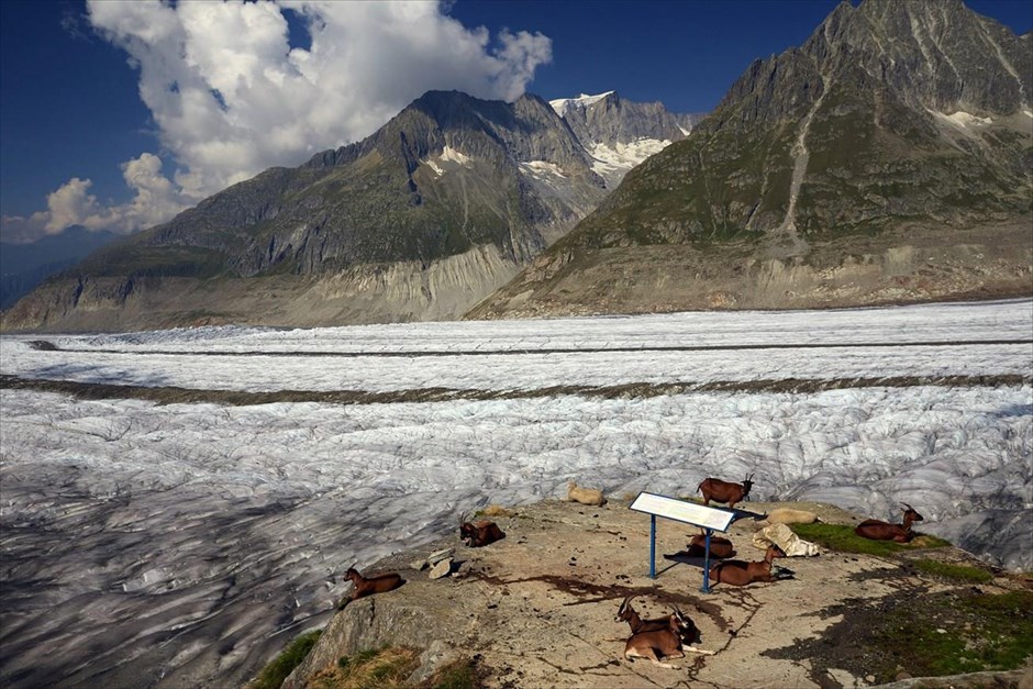 Παγετώνας Άλετς - Ελβετία. Κατσίκες και πρόβατα κάθονται στον ήλιο, στο σημείο Πλάτα του παγετώνα Άλετς.