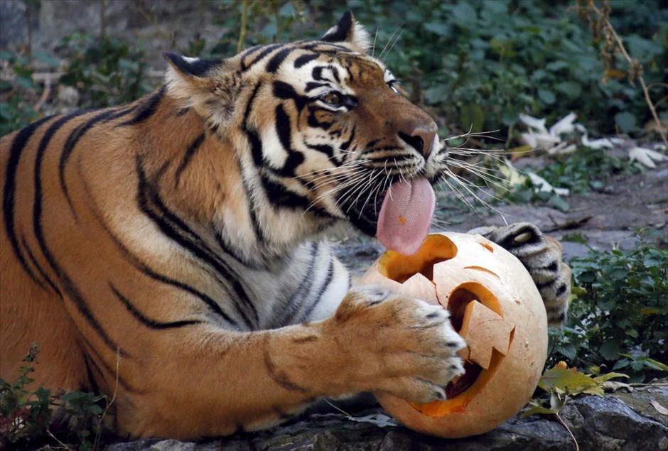 Το ζωικό βασίλειο στο πνέυμα του Halloween . Μια τίγρης απολαμβάνει την κολοκύθα που της έδωσαν οι εργαζόμενοι στον ζωολογικό κήπο του Κιέβου, με αφορμή το Halloween.