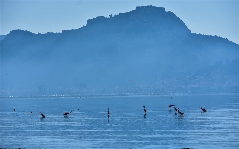Ερωδιοί στο Ναύπλιο. Ερωδιοί στον υδροβιότοπο της Νέας Κίου, με φόντο το κάστρο Παλαμήδι τουΝαυπλίου.