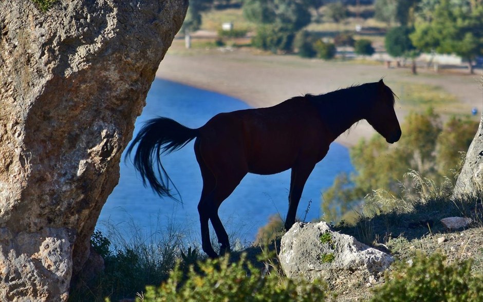 Άλογο στο Ναύπλιο. Ένα αρσενικό άλογο απολαμβάνει την ηρεμία της φύσης στην παραλία της Καραθώνας, στην πόλη του Ναυπλίου.