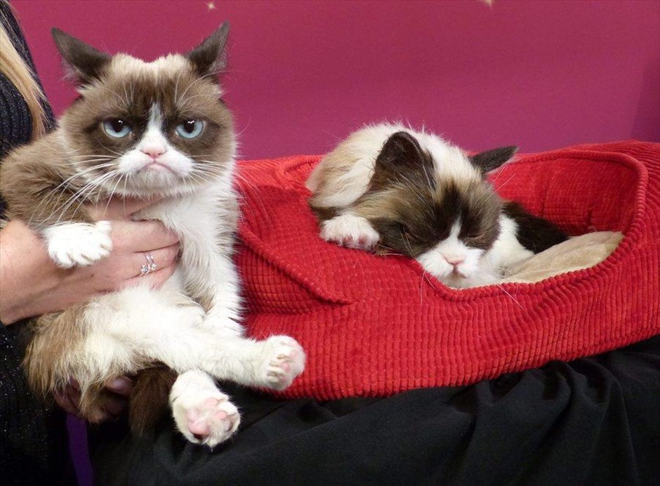 Ν. Υόρκη: Ομοίωμα της «Grumpy Cat» στο μουσείο Μαντάμ Τισό. Μια θέση στο μουσείο της Madame Tussauds στη Νέα Υόρκη εξασφάλισε η Grumpy Cat, η σιαμέζα γάτα που είναι μονίμως κατσουφιασμένη και έχει γίνει η μεγάλη σταρ του Διαδικτύου, αποκτώντας το δικό της ομοίωμα.