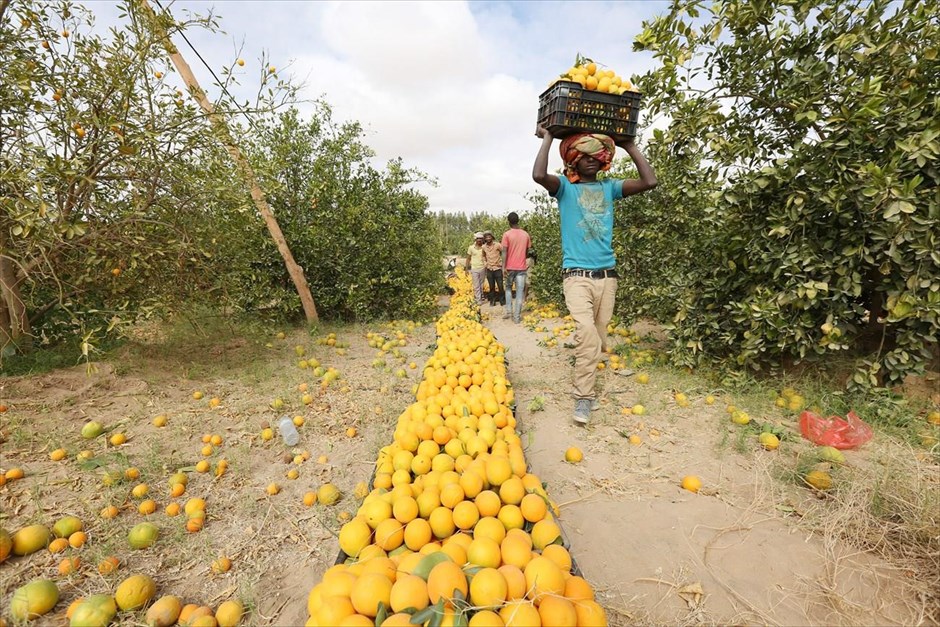 Συγκομιδή πορτοκαλιών στην Υεμένη. Ένας άνδρας μεταφέρει ένα καλάθι με πορτοκάλια σε χωράφι της πόλης Μαρίμπ.