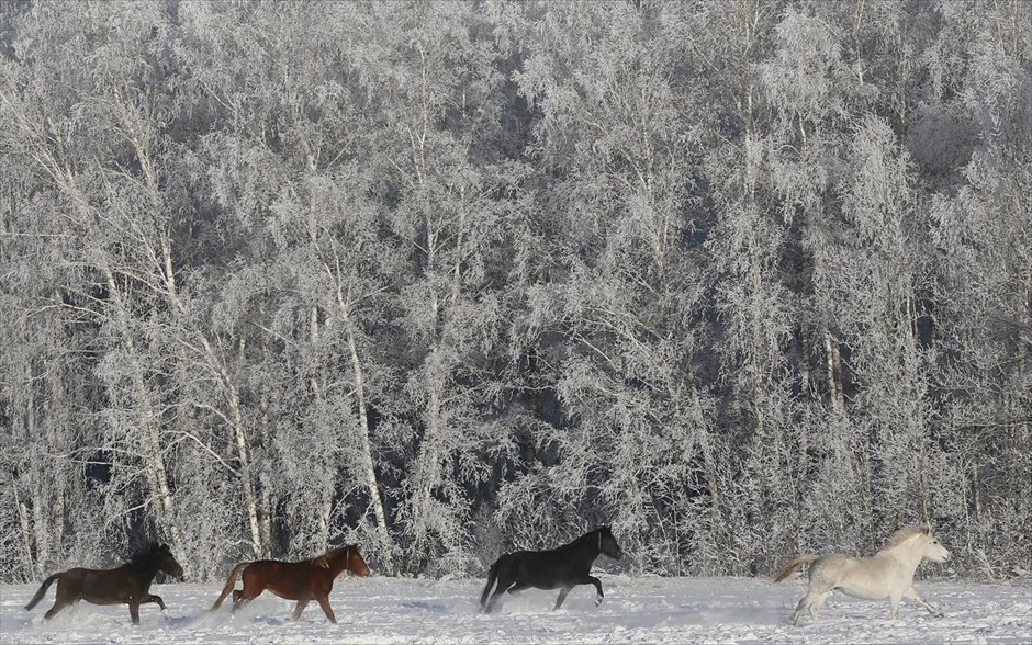Άλογα στη Σιβηρία. Άλογα τρέχουν σε λιβάδι σε χωριό της Σιβηρίας. Η θερμοκρασία στην περιοχή έφτασε τους -24 βαθμούς Κελσίου.