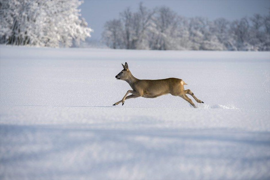 Χιόνια στην Ουγγαρία. Ένα ελάφι τρέχει στο χιόνι, στην περιοχή Egerag της Ουγγαρίας.