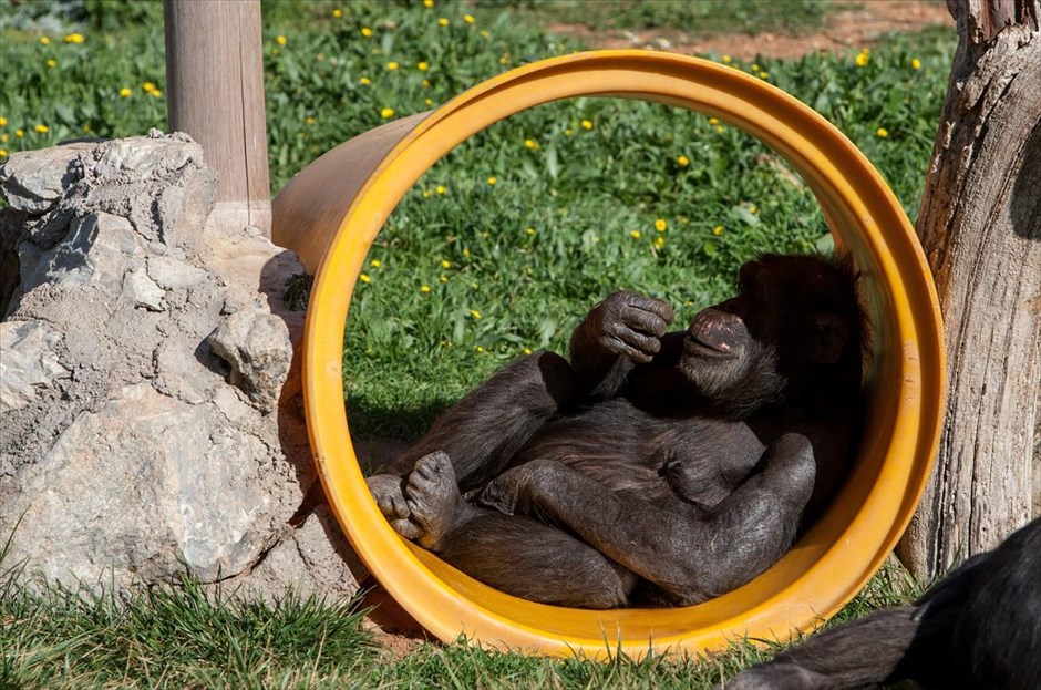 Στιγμές χαλάρωσης στο Αττικό Ζωολογικό Πάρκο . Χιμπατζής ξεκουράζεται στο Αττικό Ζωολογικό Πάρκο. 