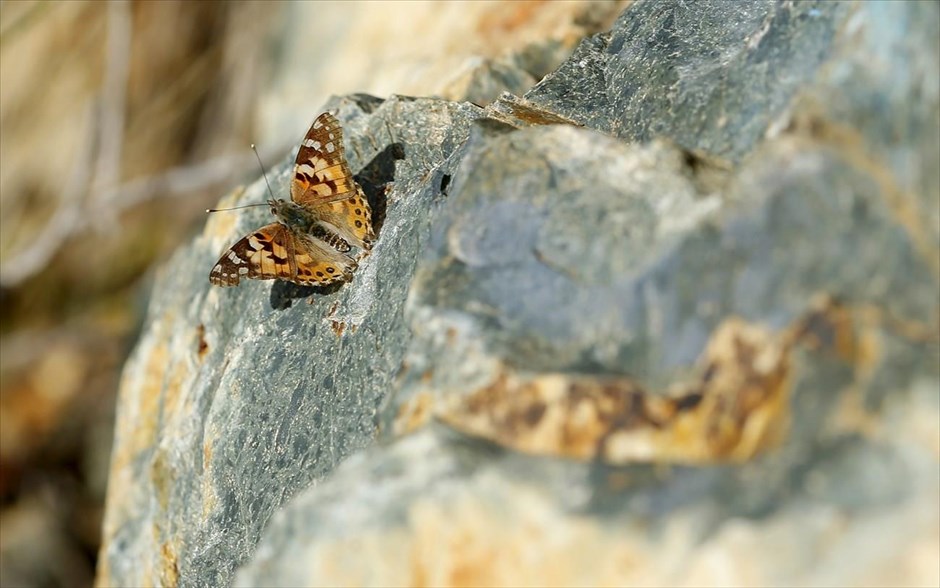 Στιγμές ανάπαυλας. Πεταλούδα κάθεται σε βράχο στη περιοχή Σαν Μάρκος της Καλοφόρνια.