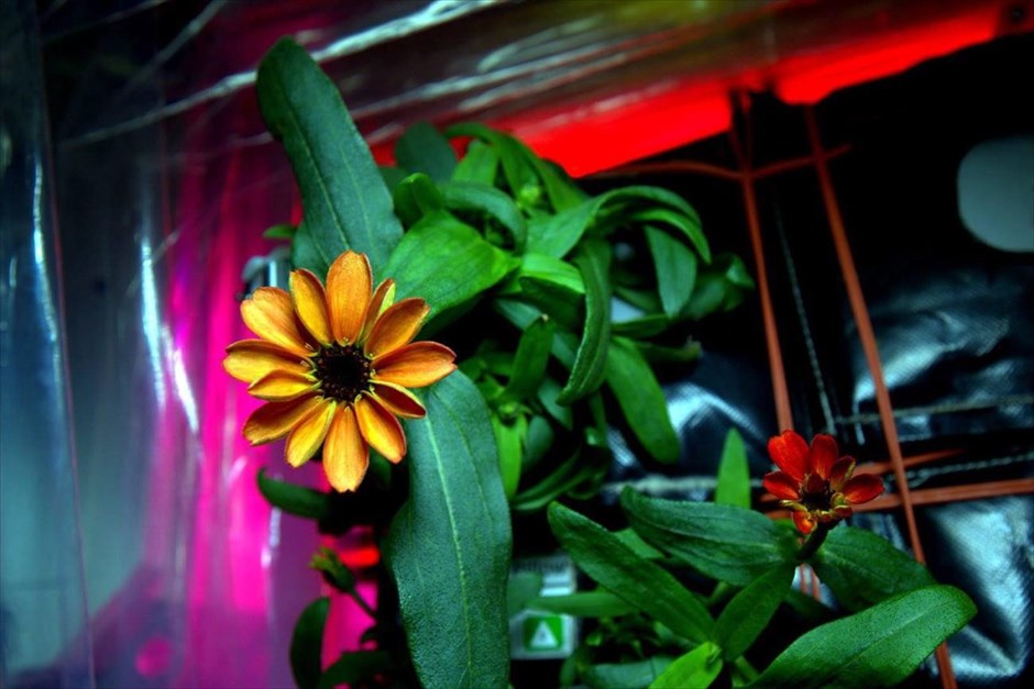 Λουλούδια του... διαστήματος . Φωτογραφία που έδωσε στη δημοσιότητα η NASA απεικονίζει τα πρώτα λουλούδια που άνθισαν στο Διάστημα, στο πλαίσιο πειράματος που ξεκίνησε στις 16 Νοεμβρίου στον Διεθνή Διαστημικό Σταθμό, με σκοπό τη μελέτη της ανάπτυξης των φυτών σε συνθήκες μικροβαρύτητας.