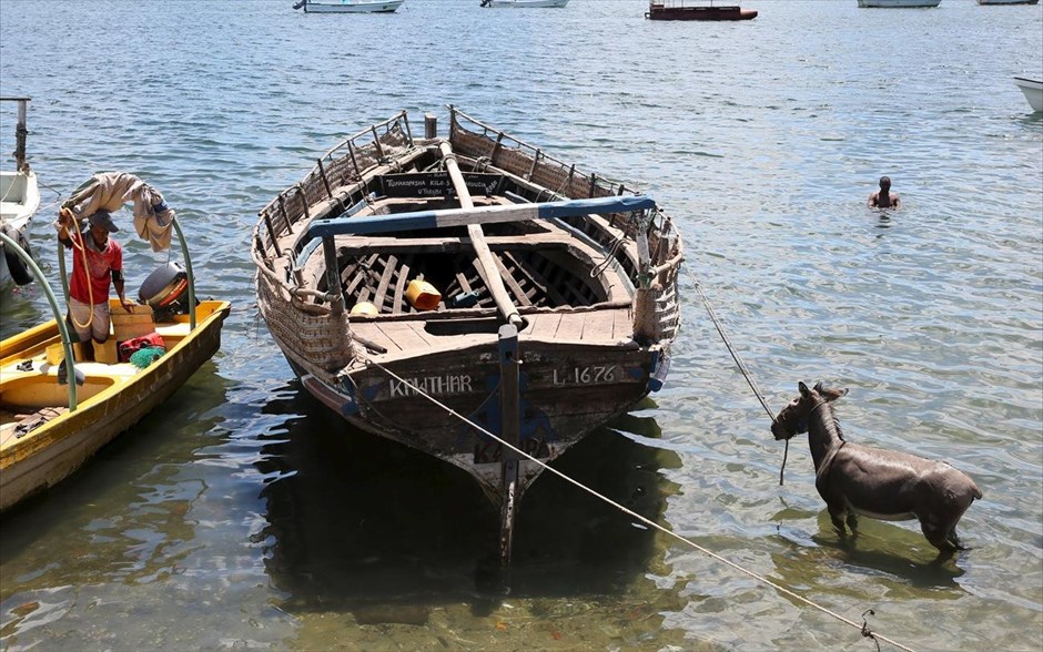Γάιδαρος αναζητεί λίγη δροσιά. Γαϊδουράκι σε παραλία του νησιού Λαμού στον Ινδικό Ωκεανό.