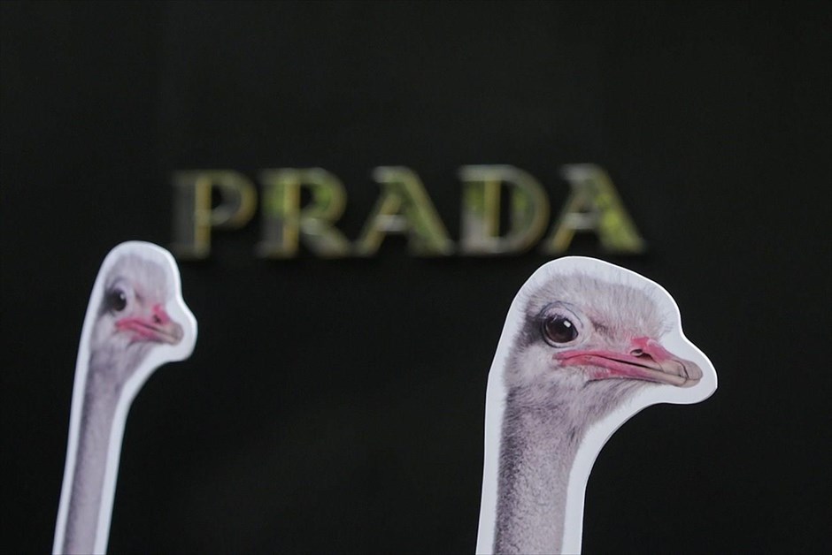 Διαμαρτυρία της PETA στην Μαλαισία . Χάρτινα ομοιώματα στρουθοκαμήλων διακρίνονται μπροστά από κατάστημα ειδών πολυτελείας, κατά τη διάρκεια διαδήλωσης της μη κερδοσκοπικής οργάνωσης για την προστασία των ζώων, PETA, στην Κουάλα Λουμπούρ.
