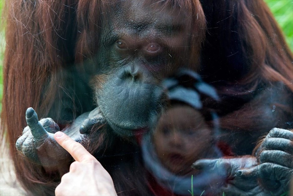 Παρατηρώντας έναν ουρακοτάγκο . Ένα παιδάκι κοιτά την «Nonja», τον 39χρονο θηλυκό ουρακοτάγκο του ζωολογικού κήπου Σενμπρούν, στη Βιέννη.