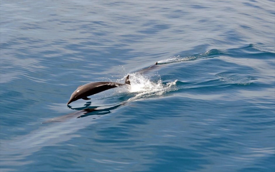 Ταξίδι προς την Κέρκυρα παρέα με δελφίνια . Δελφίνια ακολουθούν το πλοίο από την Ηγουμενίτσα προς την Κέρκυρα.
