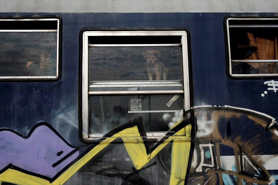 Καθημερινότητα στην Ειδομένη. Κουτάβι μέσα σε τρένο που βρίσκεται στον καταυλισμό προσφύγων, στην Ειδομένη.