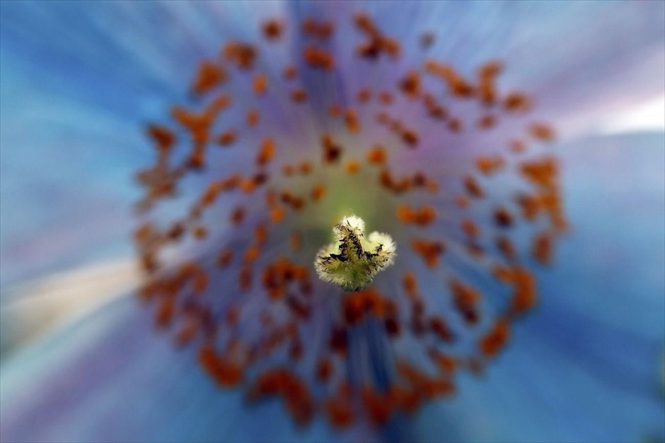 Η ανθοκομική έκθεση του Τσέλσι. Η «Meconopsis grandis», κοινώς γνωστή ως μπλε παπαρούνα, στην ανθοκομική έκθεση του Τσέλσι, στη Μ. Βρετανία.