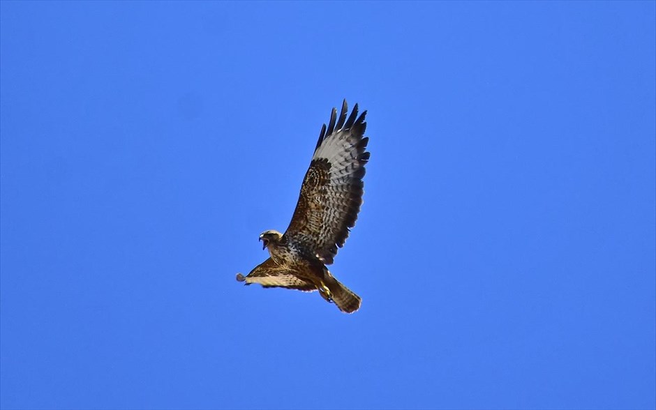 Γερακίνα στο Ναύπλιο. Μία γερακίνα Buteo - Buteo πετά στην πόλη του Ναυπλίου.