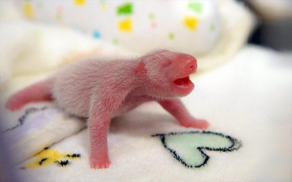 Νεογέννητα δίδυμα πάντα στο Μακάο. Ένα από τα νεογέννητα δίδυμα πάντα, βρίσκεται σε μία θερμοκοιτίδα, στη μονάδα εντατικής θεραπείας του κέντρου Giant Panda Pavilion στο Μακάο, στην Κίνα. Τα δίδυμα γεννήθηκαν στις 26 Ιουνίου. Το ένα ζυγίζει 135 γραμμάρια και το άλλο (στη φωτογραφία) γεννήθηκε λιποβαρές, ζυγίζοντας μόλις 53,8 γραμμάρια και χρειάστηκε να μπεί σε θερμοκοιτίδα.