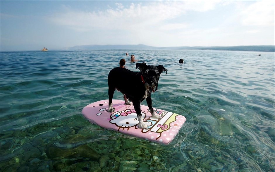 Κροατία: Beach bar για… σκύλους. 