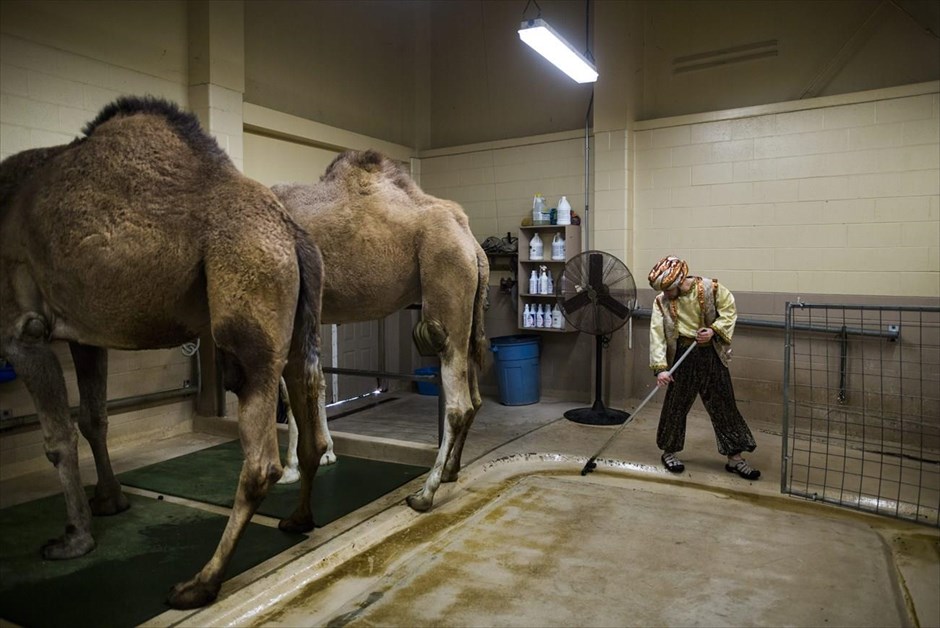 Δεύτε λάβετε... διακοπές 11. Ένας άντρας καθαρίζει τον χώρο όπου φυλάσσονται οι καμήλες, στο θέατρο «Εικόνας και Ήχου», στην Πενσιλβάνια.