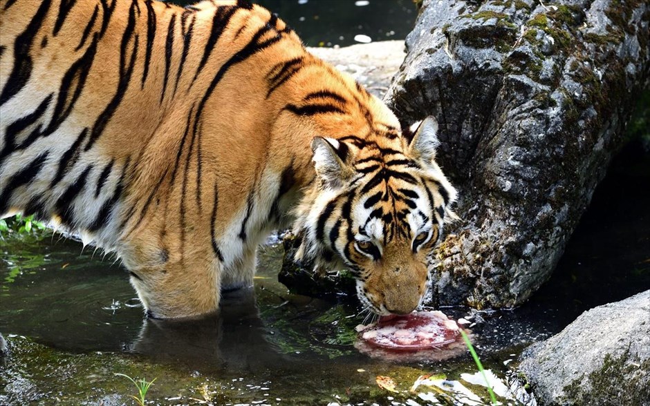 Ανάσα δροσιάς για μία τίγρη στο ζωολογικό κήπο της Ταϊπέι. Στη φωτογραφία, που δόθηκε στη δημοσιότητα από τον ζωολογικό κήπο της Ταϊπέι, απεικονίζεται μία τίγρη Βεγγάλης την ώρα που απολαμβάνει ένα παγωμένο γλύκισμα, προκειμένου να αντιμετωπίσει τις υψηλές θερμοκρασίες που επικρατούν στην περιοχή.  