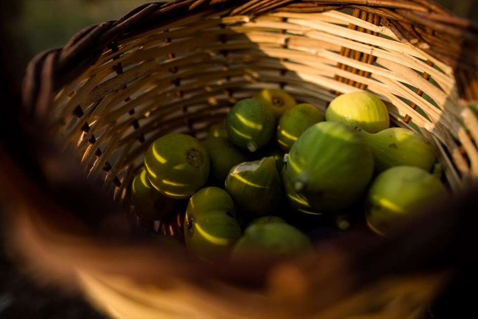Πρωινή βόλτα στα Βρασνά Θεσσαλονίκης. Πρωινή βόλτα στον μπαξέ στα Βρασνά Θεσσαλονίκης, 2 Αυγούστου 2016.