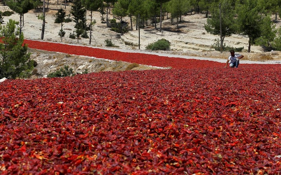 Δρόμος από... τσίλι στην Τουρκία. Αγρότης ελέγχει τις καυτερές πιπεριές που είναι απλωμένες σε ένα δρόμο για να στεγνώσουν κάτω από τον ήλιο, πριν πωληθούν στο εργοστάσιο για την παρασκευή προϊόντων στην επαρχία Κιλίς, στην Τουρκία.