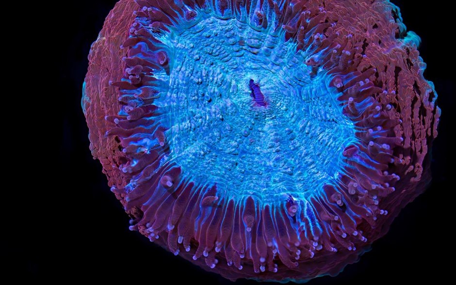 Πολύχρωμα κοράλλια «χορεύουν» στον βυθό. 