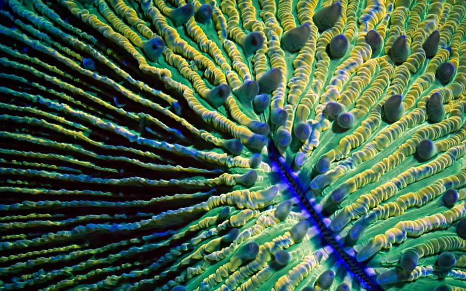 Πολύχρωμα κοράλλια «χορεύουν» στον βυθό. 