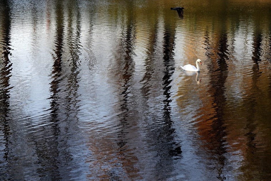 Φθινόπωρο στην Αγία Πετρούπολη. Κύκνος κολυμπά σε λίμνη πάρκου της Αγίας Πετρούπολης.