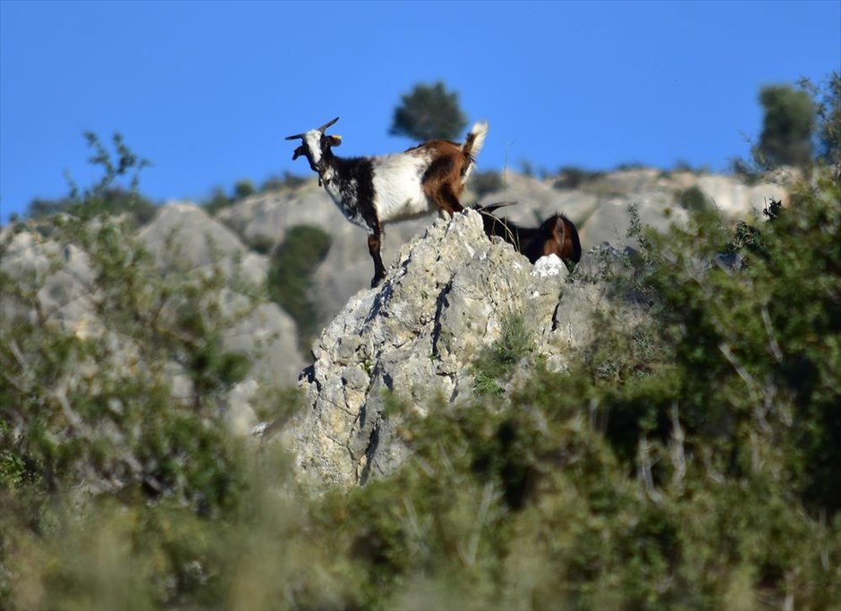 Κατσίκια στο Ναύπλιο. Kατσίκια σε ορεινή τοποθεσία του Ναυπλίου, Παρασκευή 4 Νοεμβρίου 2016.