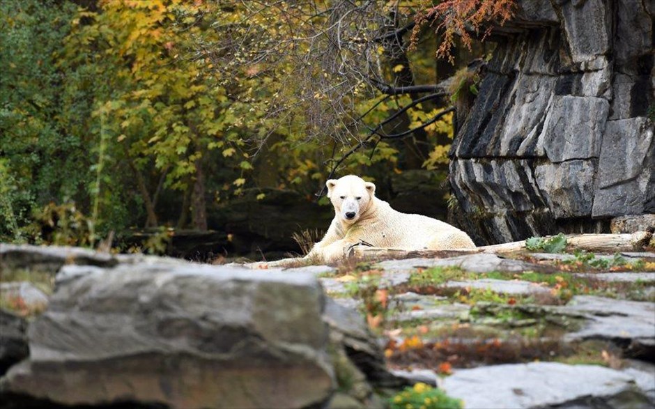 Πολική αρκούδα γίνεται πατέρας. O Wolodja, μια πολική αρκούδα που ζει σε πάρκο ζώων στο Βερολίνο, έγινε πατέρας δίδυμων πολικών αρκούδων.