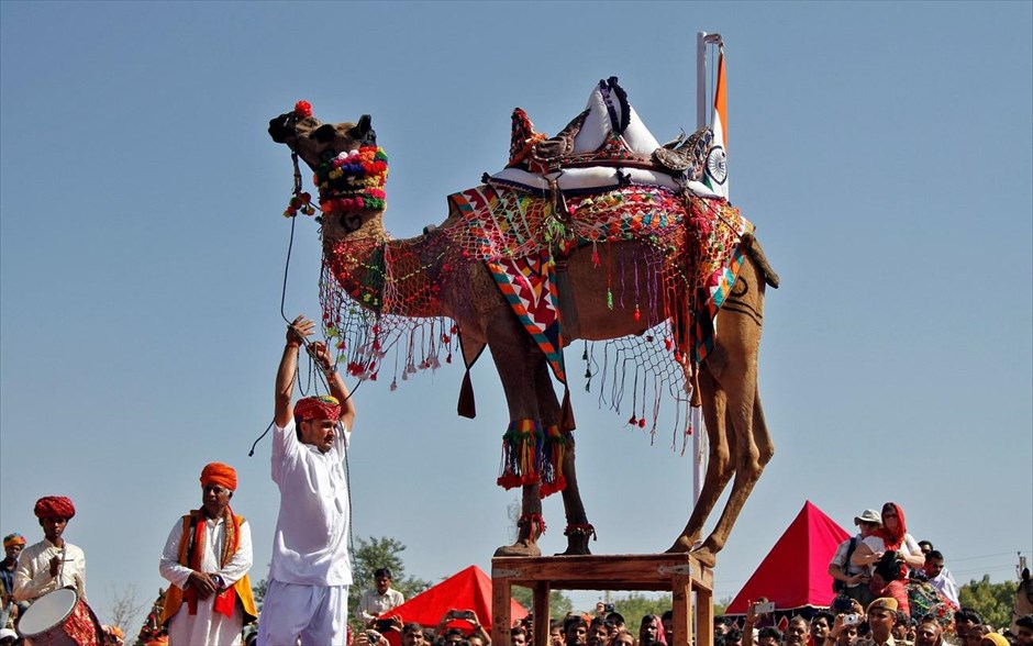 Διαγωνισμός καμήλας στην Ινδία. Στιγμιότυπο από διαγωνισμό καμήλας στην ινδική πολιτεία του Ρατζαστάν.