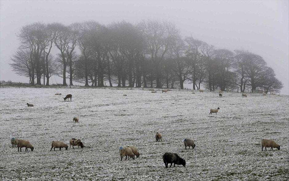 Χιόνια στη βρετανική ύπαιθρο. Ένα ελάφι βόσκει ανάμεσα σε πρόβατα στο χιονισμένο σκηνικό του Newhaven, στην Βρετανία.