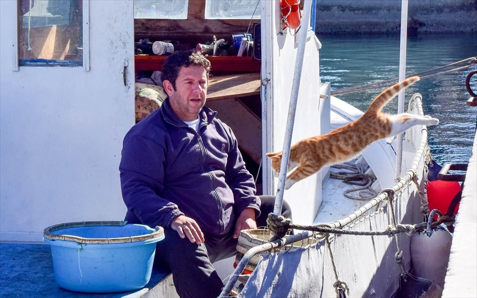 Ένας απρόσκλητος επισκέπτης!. Μια γάτα πηδά μέσα σε ένα καΐκι στο λιμάνι της Σκοπέλου ζητώντας «κέρασμα» από την ψαριά της ημέρας.