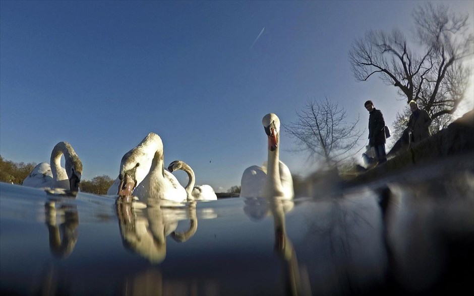 Κύκνοι στο Hyde Park του Λονδίνου. Κύκνοι αναζητούν τροφή στο Hyde Park, στο κέντρο της βρετανικής πρωτεύουσας.