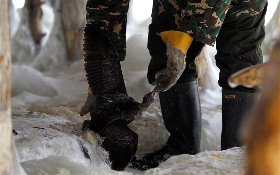 Απελευθέρωση από τον πάγο. Ψαράς απελευθερώνει ένα πουλί που έχει παγιδευτεί στον πάγο, κοντά στη λίμνη Δοϊράνη στα Σκόπια.
 