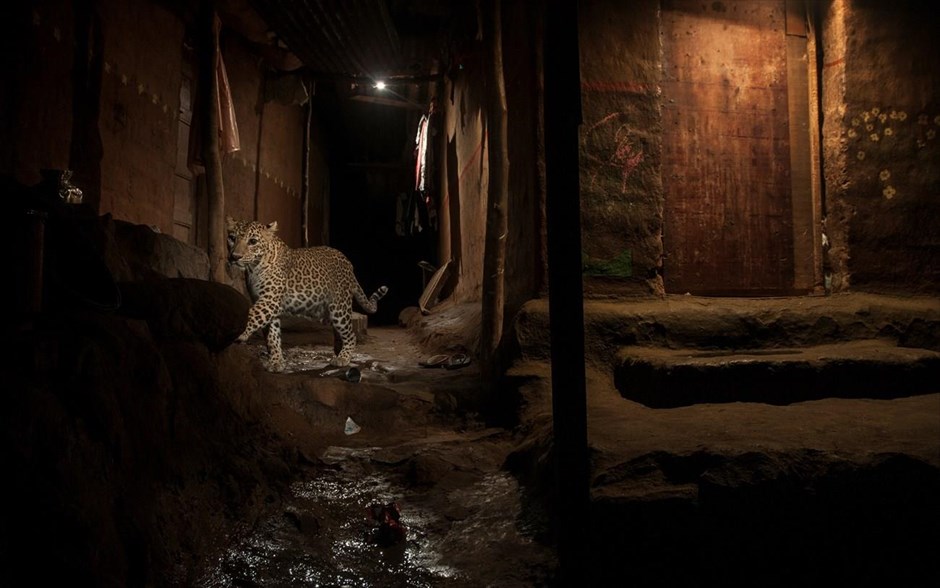 World Press Photo Awards 2017 - Nature - Singles - 2. O φωτογράφος Nayan Khanolkar απέσπασε το δεύτερο βραβείο στην κατηγορία «Nature, Singles». Η φωτογραφία απεικονίζει μία λεοπάρδαλη να περιφέρεται το βράδυ στο εθνικό πάρκο Sanjay Gandhi, μία προστατευόμενη περιοχή στο βόρειο τμήμα της Μουμπάι.