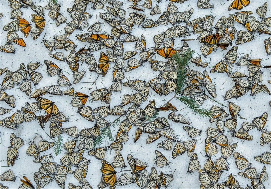 World Press Photo Awards 2017 - Nature - Singles - 3. O φωτογράφος Jaime Rojo απέσπασε το τρίτο βραβείο στην κατηγορία «Nature, Singles». Η φωτογραφία του είναι ένα «χαλί» από πεταλούδες Μονάρχες που καλύπτουν το χιονισμένο έδαφος στο καταφύγιο προστασίας πεταλούδων Ελ Ροσάριο, σε ένα βουνό στο Μιτσοάκαν, στο Μεξικό.