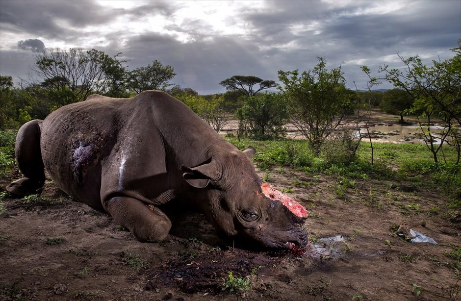 World Press Photo Awards 2017 - Nature - Stories - 1 . Ο φωτογράφος Brent Stirton του πρακτορείου Getty Images για το περιοδικό National Geographic κέρδισε το πρώτο βραβείο στην κατηγορία «Nature Stories», με μια σειρά φωτογραφιών με τίτλο «Rhino Wars». Στη συγκεκριμένη φωτογραφία απεικονίζεται ένας μαύρος ρινόκερος, τον οποίο σκότωσαν λαθροκυνηγοί λίγες ώρες νωρίτερα, στο πάρκο Hluhluwe Umfolozi, στη Νότια Αφρική.
