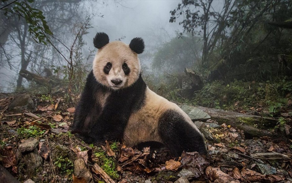 World Press Photo Awards 2017 - Nature - Stories - 2 . Η φωτογράφος του περιοδικού National Geographic Ami Vitale απέσπασε το δεύτερο βραβείο στην κατηγορία «Nature Stories», με μια σειρά φωτογραφιών με τίτλο «Pandas Gone Wild». Η φωτογραφία απεικονίζει ένα 16χρονο πάντα, τη Γιε Γιε, στο φυσικό καταφύγιο Γουολόνγκ, στην Κίνα.