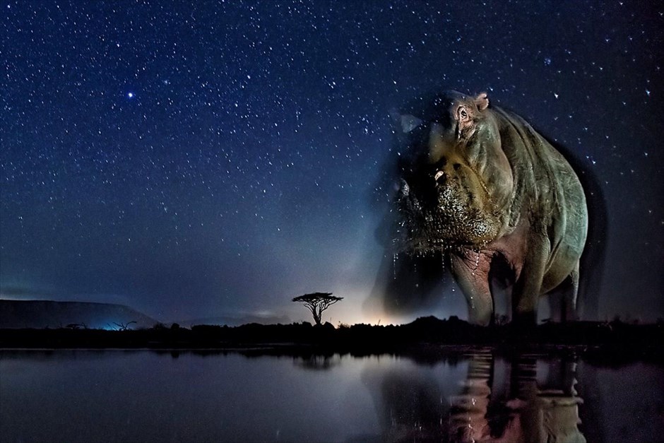 World Press Photo Awards 2017 - Nature - Stories -3. Ο φωτογράφος Bence&nbsp;Mate κέρδισε το τρίτο βραβείο στην κατηγορία «Nature, Stories», με μια σειρά φωτογραφιών με τίτλο «Now You See Me». Οι νυχτερινές αυτές φωτογραφίες συνδυάζουν τον έναστρο ουρανό και πορτρέτα άγριων ζώων που δεν είναι ορατά με γυμνό μάτι.