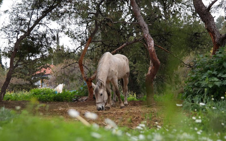 Άλογο στον λόφο του Φιλοπάππου. Άλογο στο λόφο του Φιλοπάππου την Καθαρά Δευτέρα.