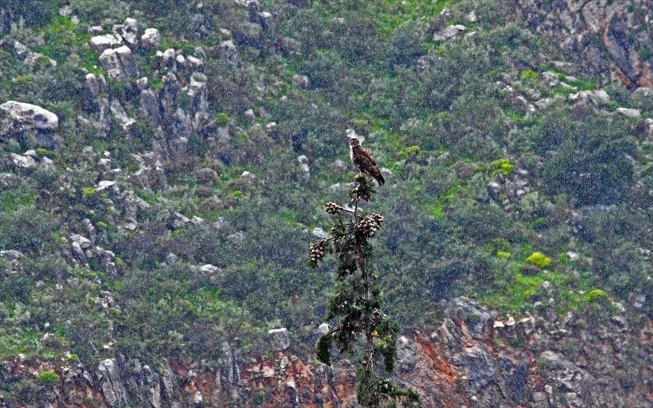 Γεράκι σε δέντρο. Γεράκι κάθεται σε κυπαρίσσι στην πόλη του Ναυπλίου κατά τη διάρκεια βροχής.