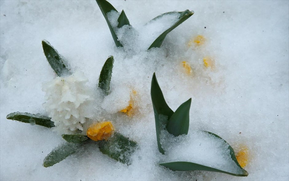 Κακοκαιρία - ΗΠΑ. Παγωμένα λουλούδια στον κήπο του Καπιτωλίου στην Ουάσινγκτον.