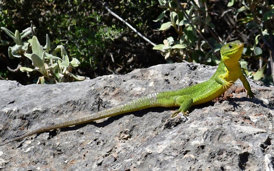 Τρανόσαυρα στο Ναύπλιο. Η τρανόσαυρα (Lacerta trilineata) είναι η μεγαλύτερη σαύρα της Ελλάδας και το μεγάλο μέγεθος της συνδέεται με ορισμένα από τα κοινά ονόματά της: τρανόσαυρα, πράσινη τρανόσαυρα, μεγάλη πρασινογουστέρα, θεριοσαπίτα. Ανήκει στη μεγάλη οικογένεια σαυρών Lacertidae που περιλαμβάνει τις τυπικές σαύρες με τις μακριές ουρές και τα μεγάλα άκρα. Εξαπλώνεται σε όλη την ηπειρωτική Ελλάδα και στα περισσότερα νησιά. Το μήκος του σώματος της φτάνει τα 16 εκατοστά και η ουρά μπορεί να έχει ακόμα και το διπλάσιο μήκος του σώματος, όρισμένες φτάνουν να έχουν συνολικό μήκος μεγαλύτερο των 50 εκατοστών. Απαντάται σε βιότοπους, κοντά σε πλούσια βλάστηση, φυλλοβόλα και μεικτά δάση, αλπικά ξέφωτα, ανοικτές εκτάσεις, ήπιας κλίσης πλαγιές, καλλιέργειες. Είναι εδαφόβια σαύρα με εξαιρετικές ικανότητες ταχείας κίνησης και έχει αναρριχητικές ικανότητες.