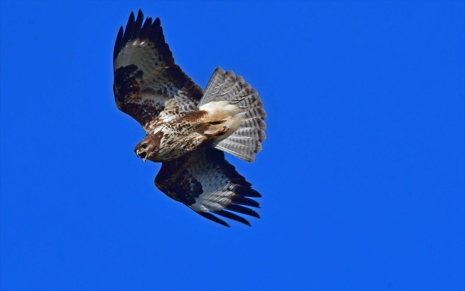 Γερακίνα στο Ναύπλιο . Μία γερακίνα Buteo Buteo πετά πάνω από τον υδροβιότοπο Ναυπλίου Νέας Κίου, ψάχνοντας για τροφή.
