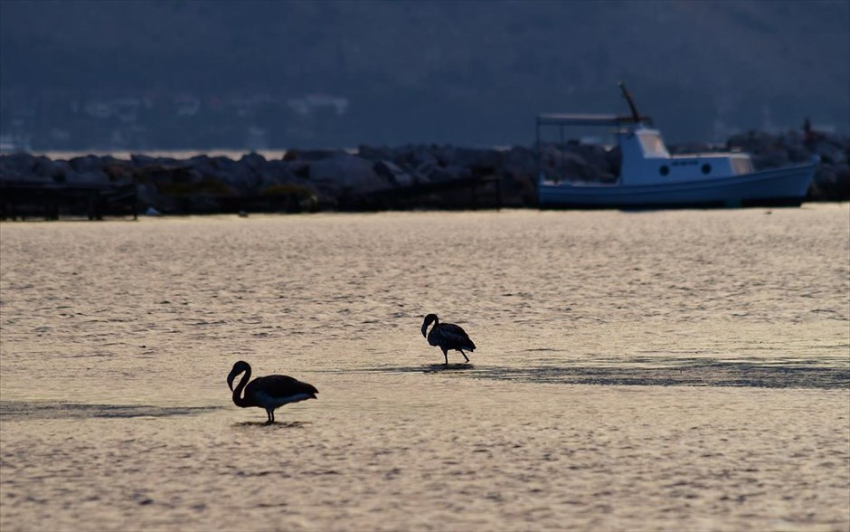 Φθινοπωρινή μετανάστευση . Φοινικόπτερα στην παραλιακή Ναυπλίου - Νέας Κίου. Ξεκίνησε η φθινοπωρινή μετανάστευση των πτηνών και οι μετακινήσεις είναι καθημερινές. Πολλά από αυτά λόγω κούρασης παραμένουν σε υγροτόπους της Πελοποννήσου για να ξεκουραστούν από τα μακρινά ταξίδια της μετανάστευσης. Στο Ναύπλιο βρίσκουν καταφύγιο στον υδροβιότοπο της παραλιακής Ναυπλίου Νέας Κίου. Φυσικά οι απώλειες είναι δεδομένες κυρίως στα νεότερα μέλη. Φοινικόπτερα (φλαμίνγκο), ερωδιοί, πελαργοί, διάφορα είδη γερακιών αλλά και μικρότερα πτηνά θα παρατηρήσει ο επισκέπτης στον υδροβιότοπο της Νέας Κίου.