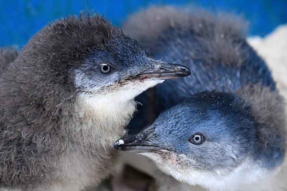 Πιγκουίνοι στον ζωολογικό κήπο της Μελβούρνης. Δύο μικροί πιγκουίνοι στον ζωολογικό κήπο της Μελβούρνης.