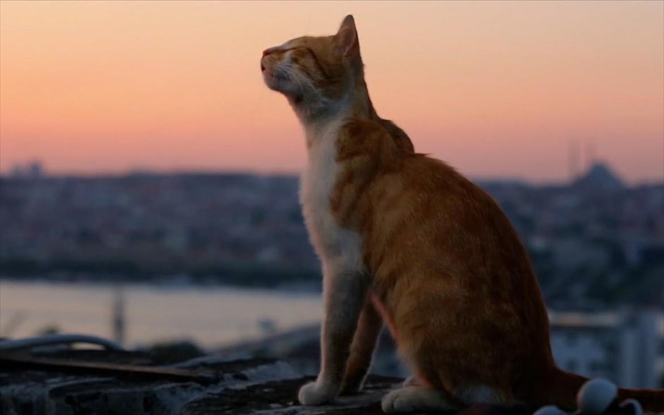Οι γάτες της Κωνσταντινούπολης. Κερδίζοντας τις εντυπώσεις, όπου κι αν προβάλλεται, το τουρκικό ντοκιμαντέρ της Σαΐντα Τορούν είναι μια στοχαστική ταινία, με θέμα την αγάπη, την απώλεια, τη χαρά, τη μοναξιά και τη συντροφικότητα.